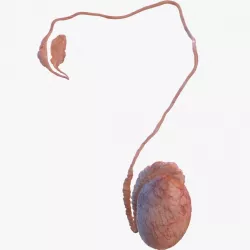 Male Testes Anatomy 3d model