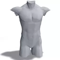 Male Torso 3d model