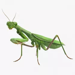 Mantis Religiosa Large Hemimetabolic Insect With Fur 3d model