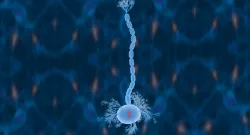 Nerve Cells Neuron 3d model