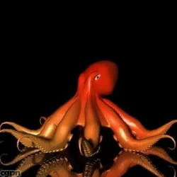 Octopus 3D 3d model