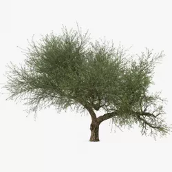 Olive Tree With Olives 3d model