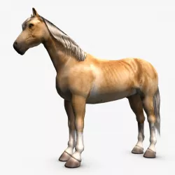 Palomino horse 3d model