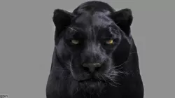 Panther 3d model