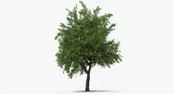 Pear Tree with Pears 3d model