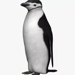 Penguin 3d model