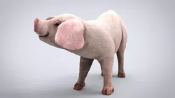 PIG 3d model