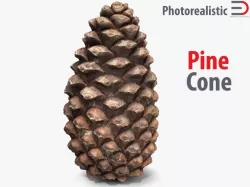 Pine Cone 3d model
