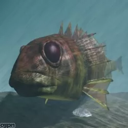 Rascasse - Lion fish 3D 3d model