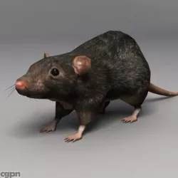 rat 3d model