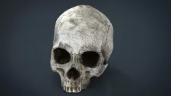 Realistic Skull 3d model