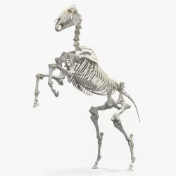 Rearing Horse Skeleton 3d model