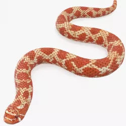 Red Hognose Snake Crawling Pose 3d model