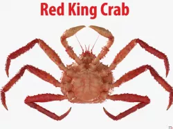 Red King Crab 3d model