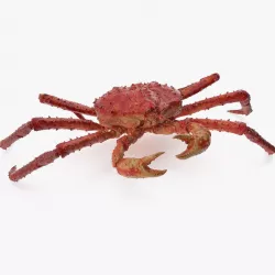 Red King Crab Rigged 3d model