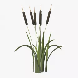 Reed 3d model
