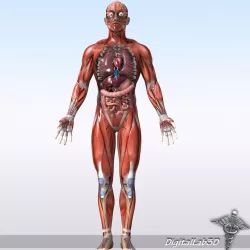 Rigged - Human Male Anatomy 3d model
