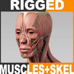 Rigged Human Muscular System and Skeleton 3d model