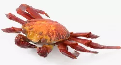 Sally Lightfoot Crab 3d model