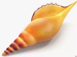 Seashell 3d model