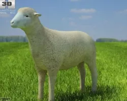 Sheep 3d model