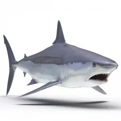 Shortfin Mako Shark 3d model
