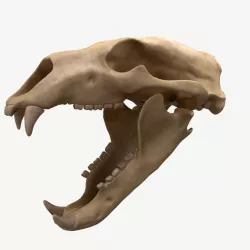 Skull Bear 4K 3d model
