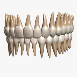 Teeth 2 3d model