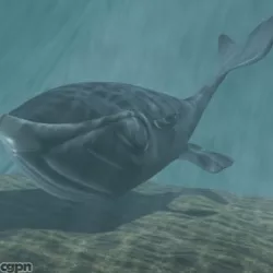 Toon whale 3D 3d model