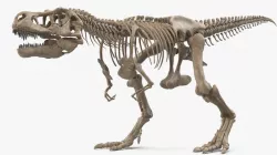 Tyrannosaurus Rex Skeleton Fossil Walking Pose 3d model