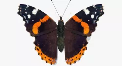 Vanessa Atalanta Butterfly Rigged 3d model