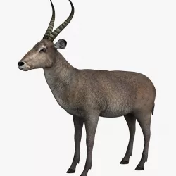 Waterbuck 3d model