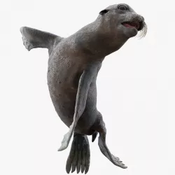 Wet Sea Lion Swimming Pose 3d model