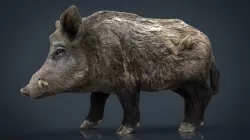 Wild Boar 3d model