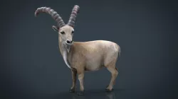 Wild goat 3d model