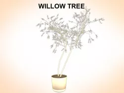 Willow Tree 3d model