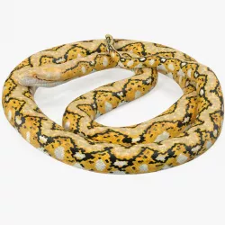 Yellow Python Snake Curled pose 3d model
