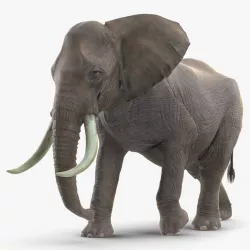 Animated Elephant Walking Fur Rigged 3d model