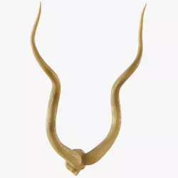 Authentic Kudu Horn Pair 3d model