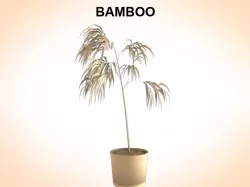 Bamboo 3d model