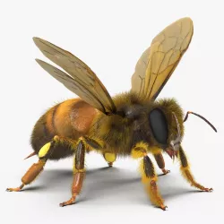 Bee Rigged 3d model