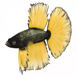 Betta Fish Rigged 3d model