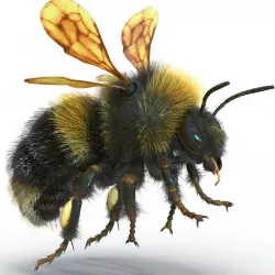 Bumblebee Rigged 3d model
