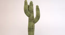 Cactus 3d model