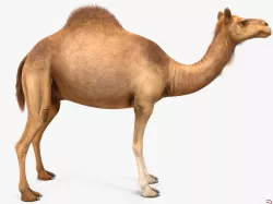 Camel. 3d model