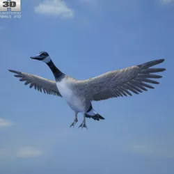 Canada Goose 3d model