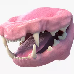 Cat Mouth 3d model