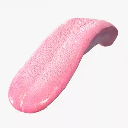 Cat Tongue 3d model