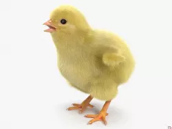 Chick with Fur 3d model