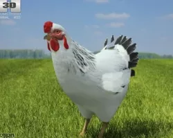 Chicken (hen) 3d model